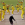 cricket-aus cricket-aus